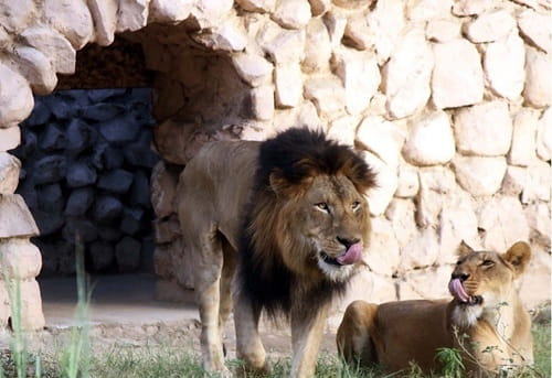 Lucknow Zoo Ticket Price 2026 | Nawab Wajid Ali Shah Prani Udyan — Revised Entry Fee, Timings, Animals & Complete Visitor Guide